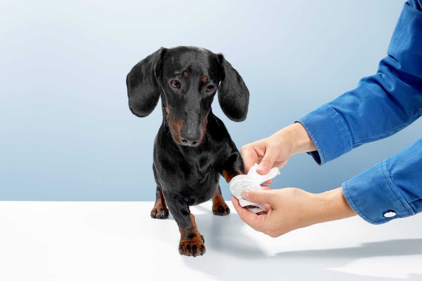 Why Tramadol is Prescribed for Dogs